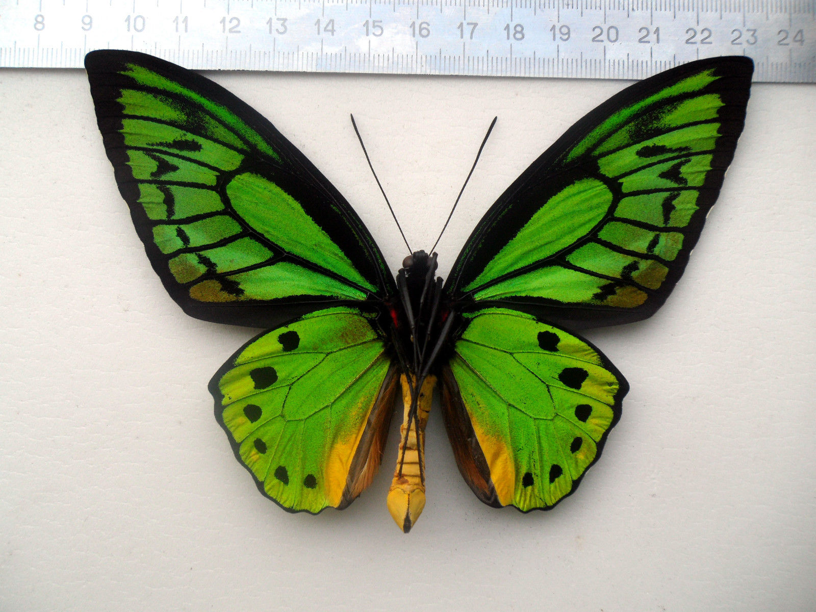 Ornithoptera priamus poseidon male (aberration arfak indonesia verso) Internet Image property of respective owner, non-commercial use only